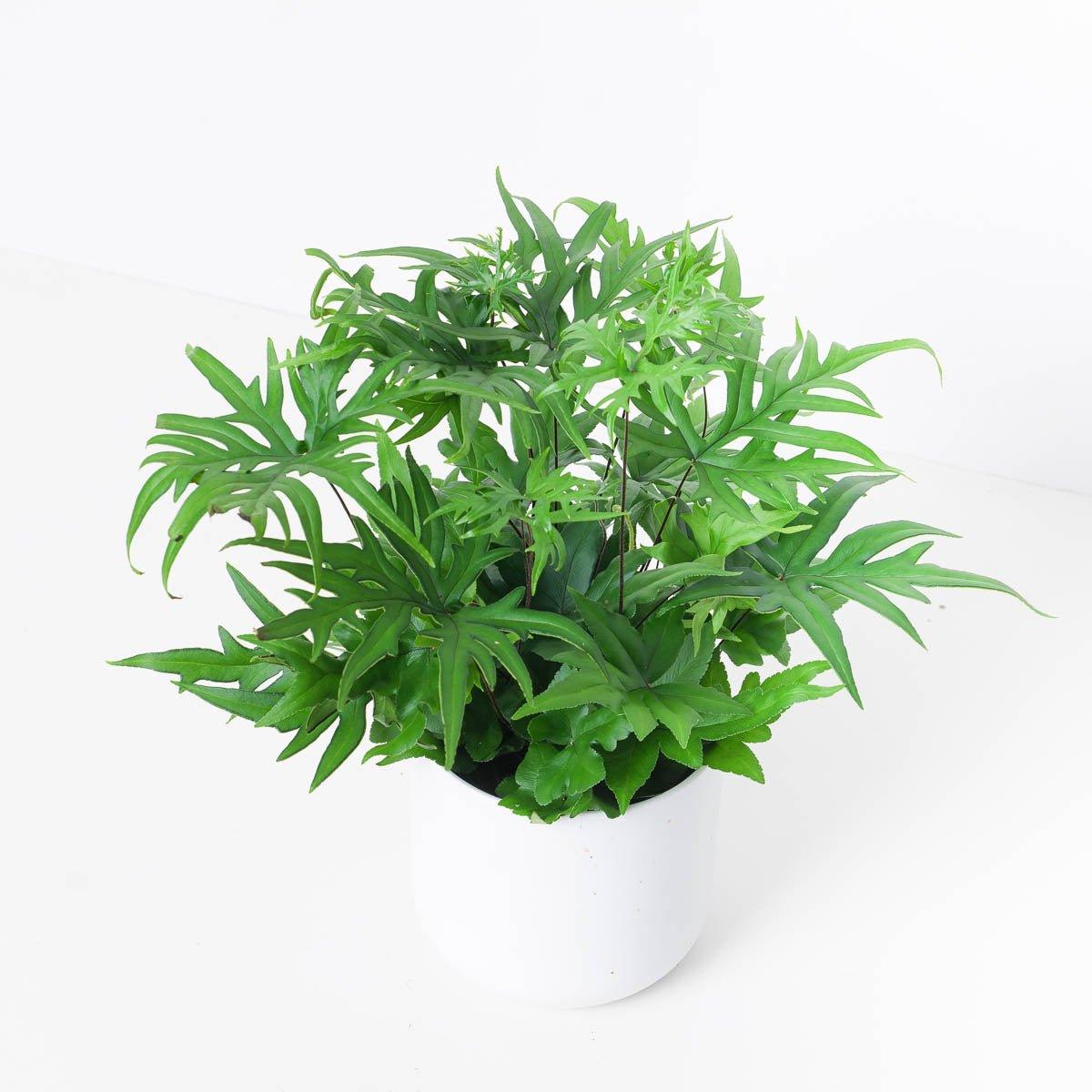 Fern Bundle - House of Kojo