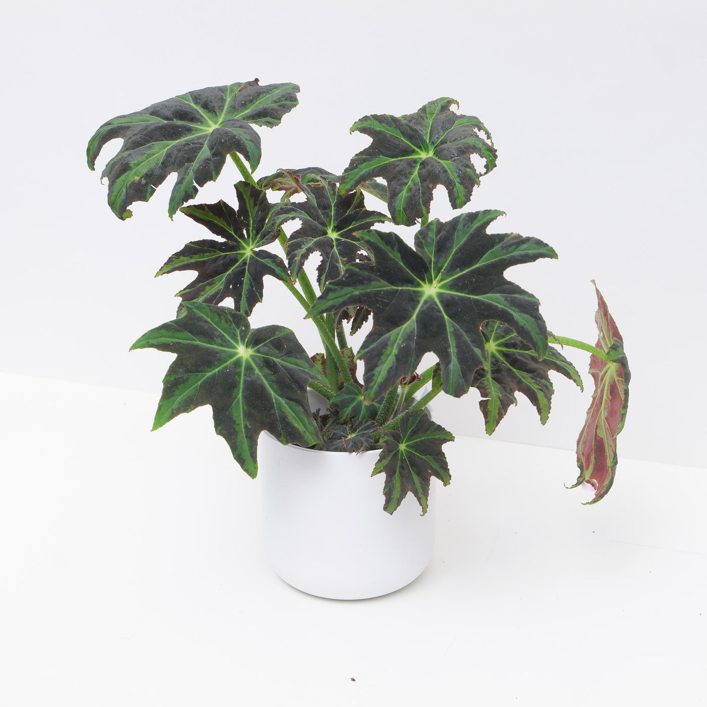 Begonia heracleifolia 'Draco' - House of Kojo