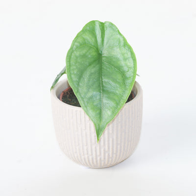 Alocasia heterophylla 'Dragon's Breath' - House of Kojo