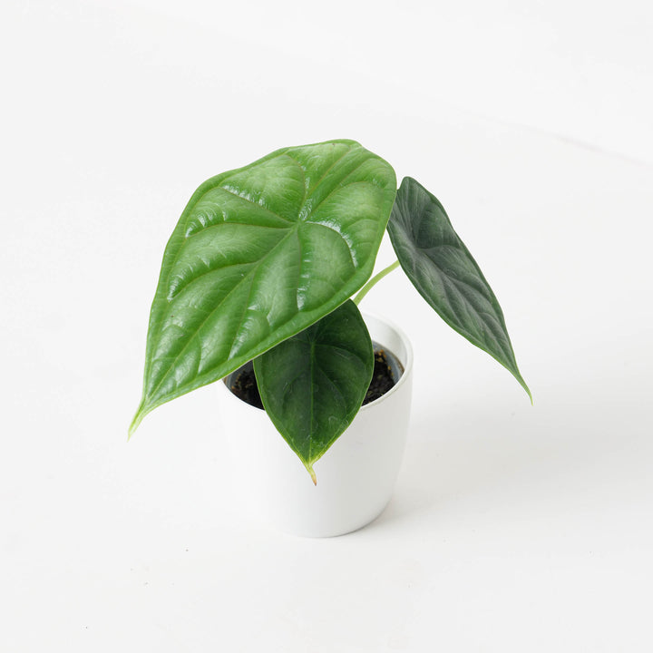 Alocasia Dragon Scale | Indoor Plants and Accessories – House of Kojo