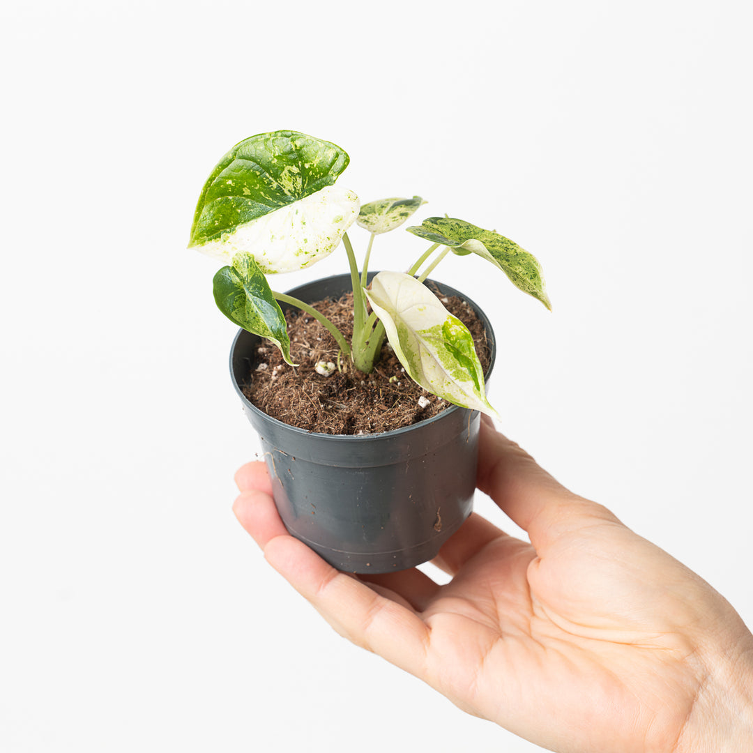 Alocasia 'Dragon Scale' Variegated | Indoor Plants and Accessories