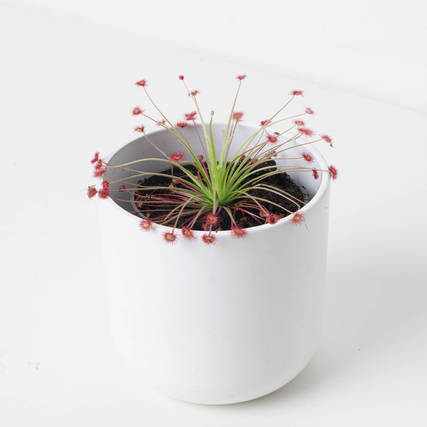 Drosera paradoxica - House of Kojo
