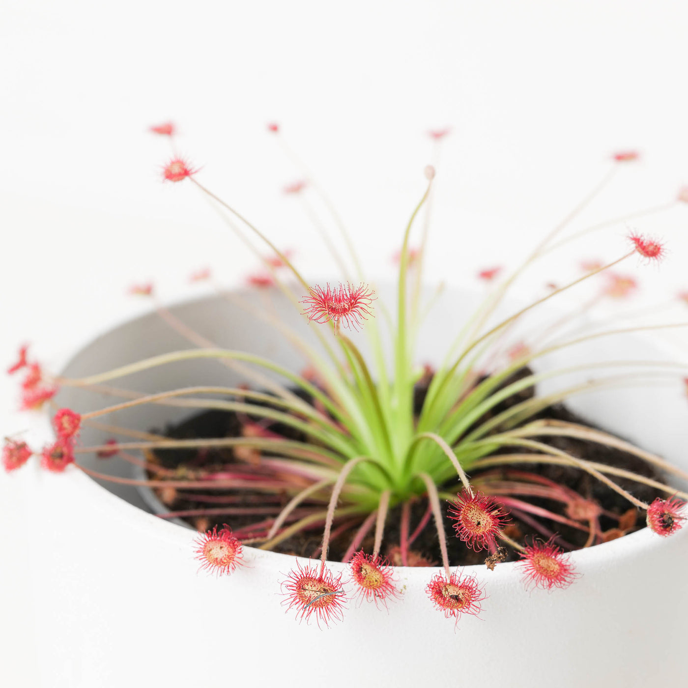Drosera paradoxica - House of Kojo