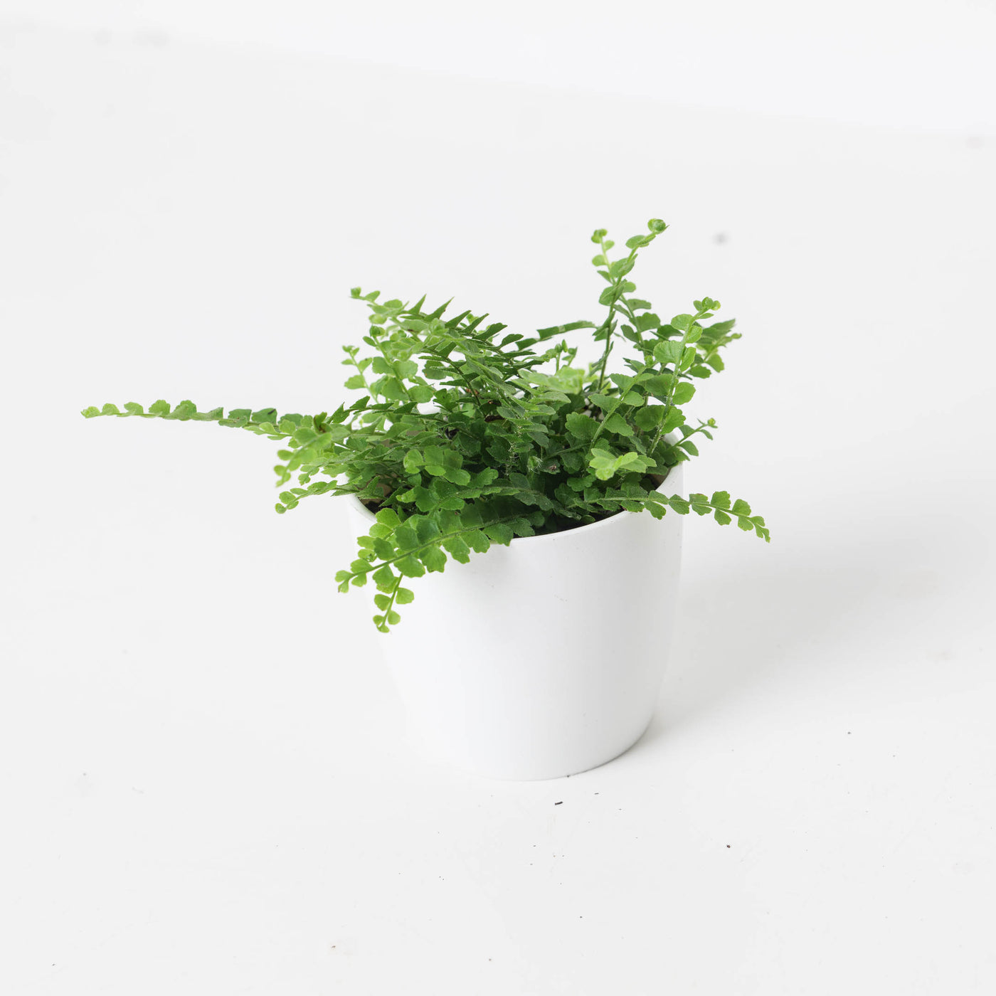 Boston Fern | Nephrolepis duffii - House of Kojo