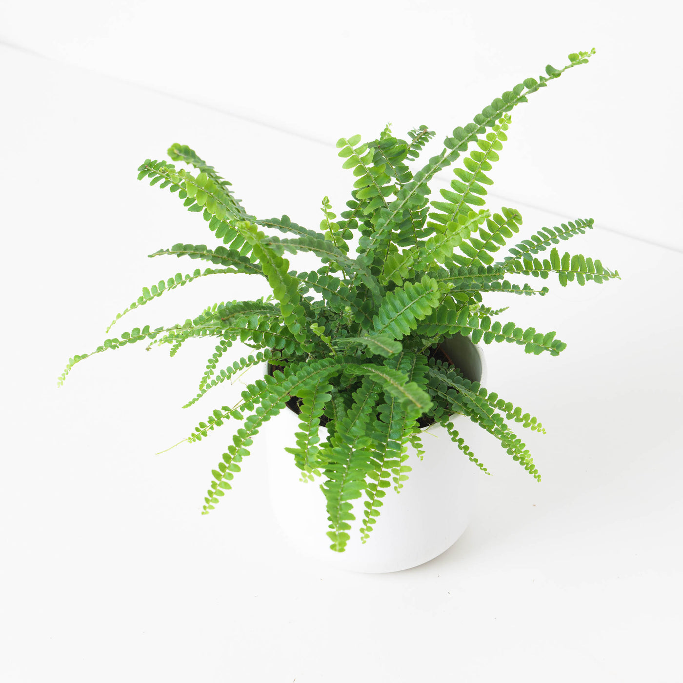 Boston Fern | Nephrolepis duffii - House of Kojo