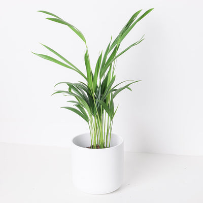Dypsis lutescens 'Areca Palm' - House of Kojo
