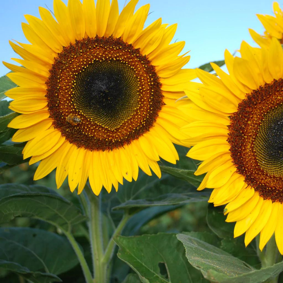 Sunflower 'Taiyo' Seeds - House of Kojo