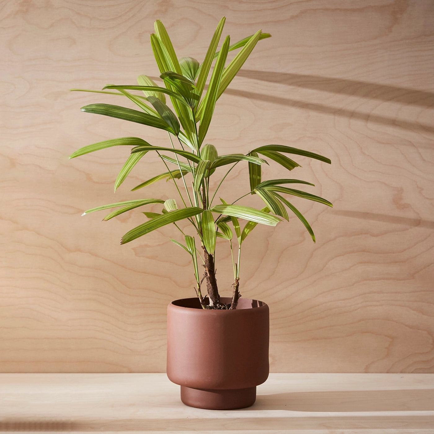 Aaron Probyn Botany Pot Medium - Dark Terracotta - House of Kojo