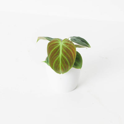 Philodendron El Choco Red | Philodendron rubrijuvenile - House of Kojo