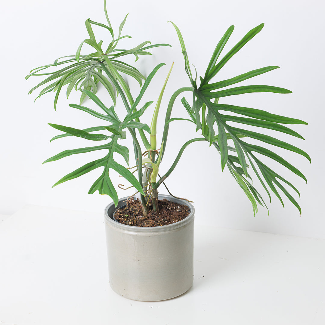 philodendron elegans mature Philodendron elegans