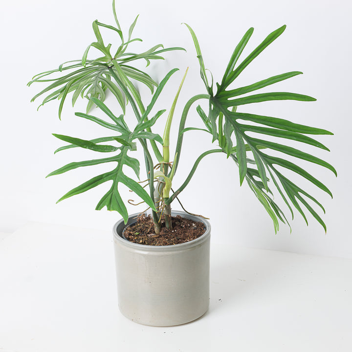 philodendron elegans etsy Philodendron elegans