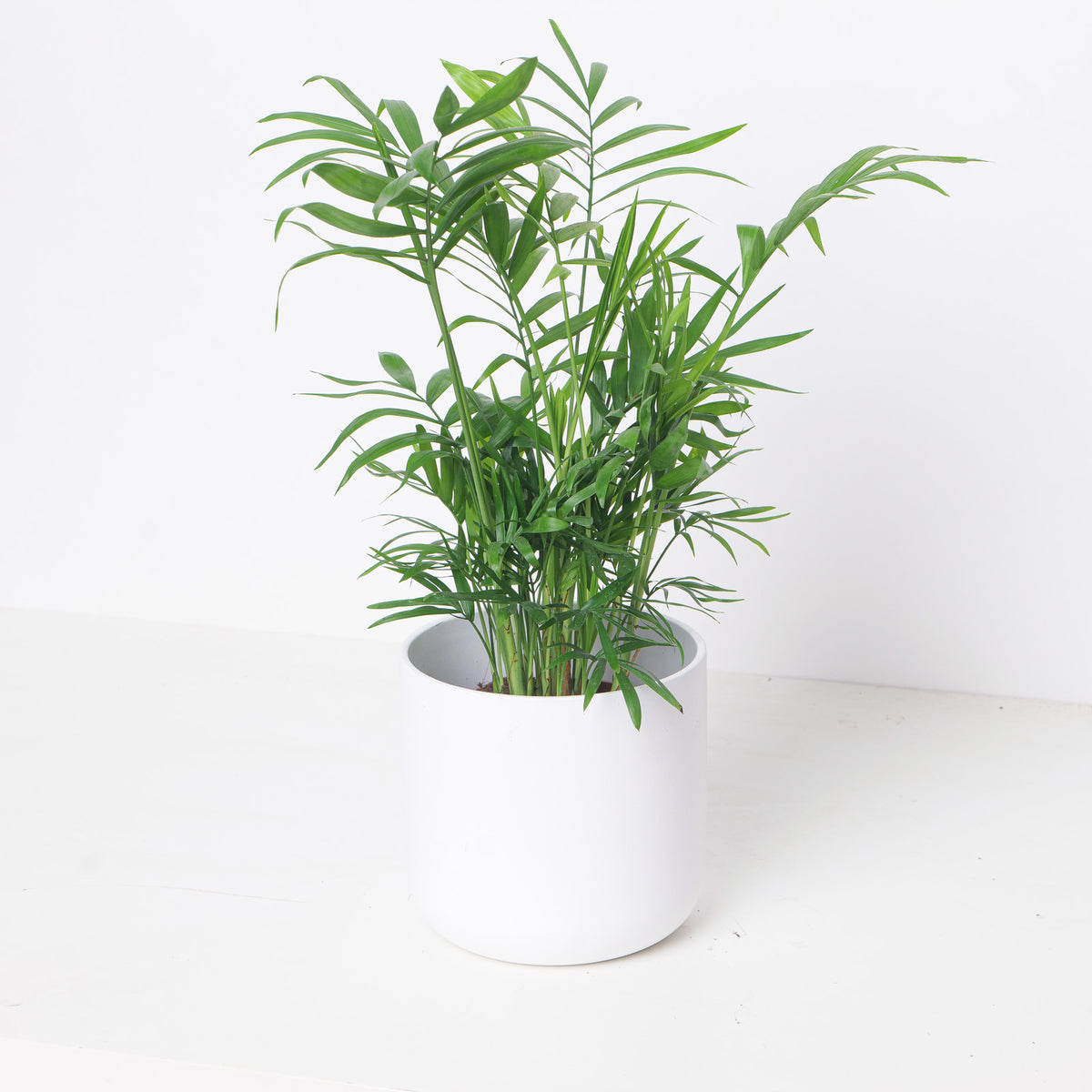 Chamaedorea Elegans | Parlour Palm - House of Kojo