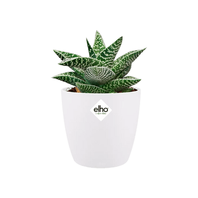 Elho Brussels Mini Round Pot - House of Kojo