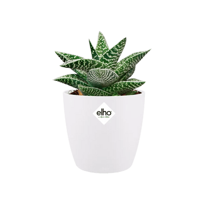 Elho Brussels Mini Round Pot 10.5cm / White