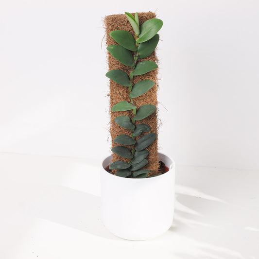 Rhaphidophora elliptifolia - House of Kojo