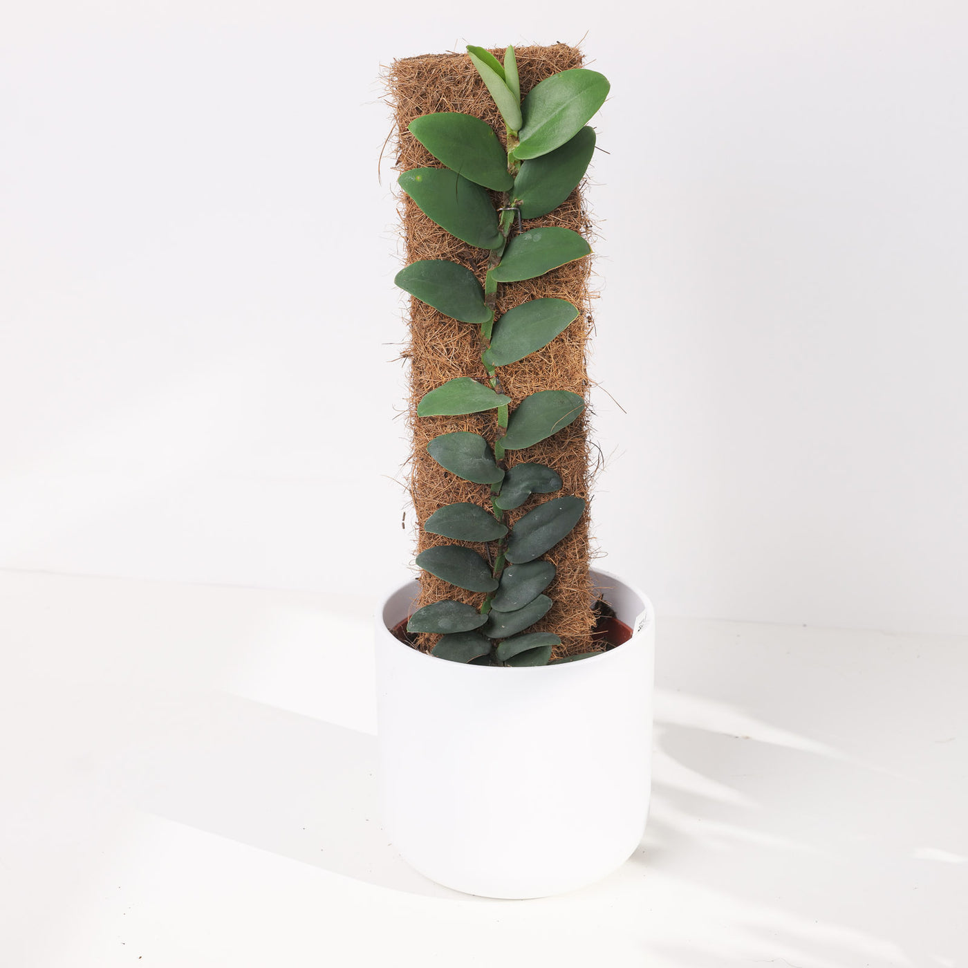 Rhaphidophora elliptifolia - House of Kojo