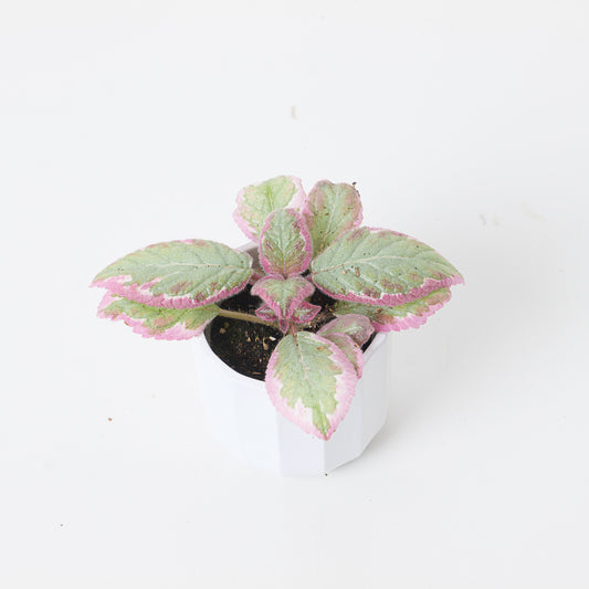 Episcia Pink Brocade - House of Kojo