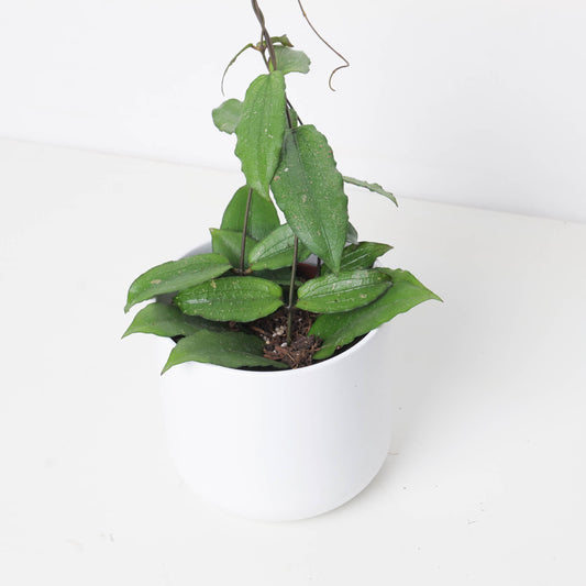 Hoya Erythrina - House of Kojo