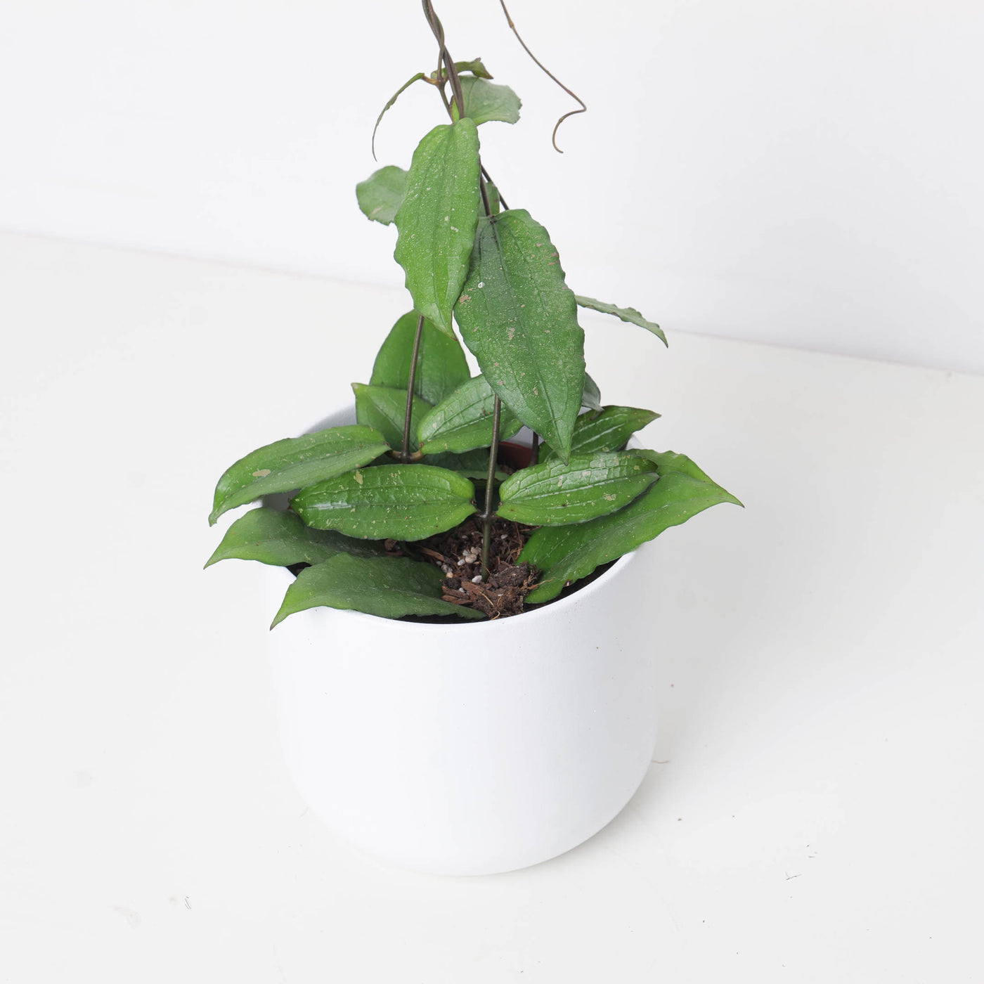 ホヤ エリスリナ スプラッシュ 「Hoya erythrina splash」16V