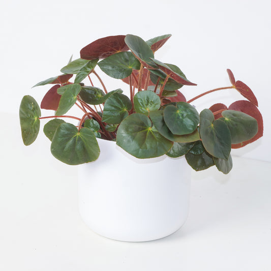 Begonia erythrophylla - House of Kojo