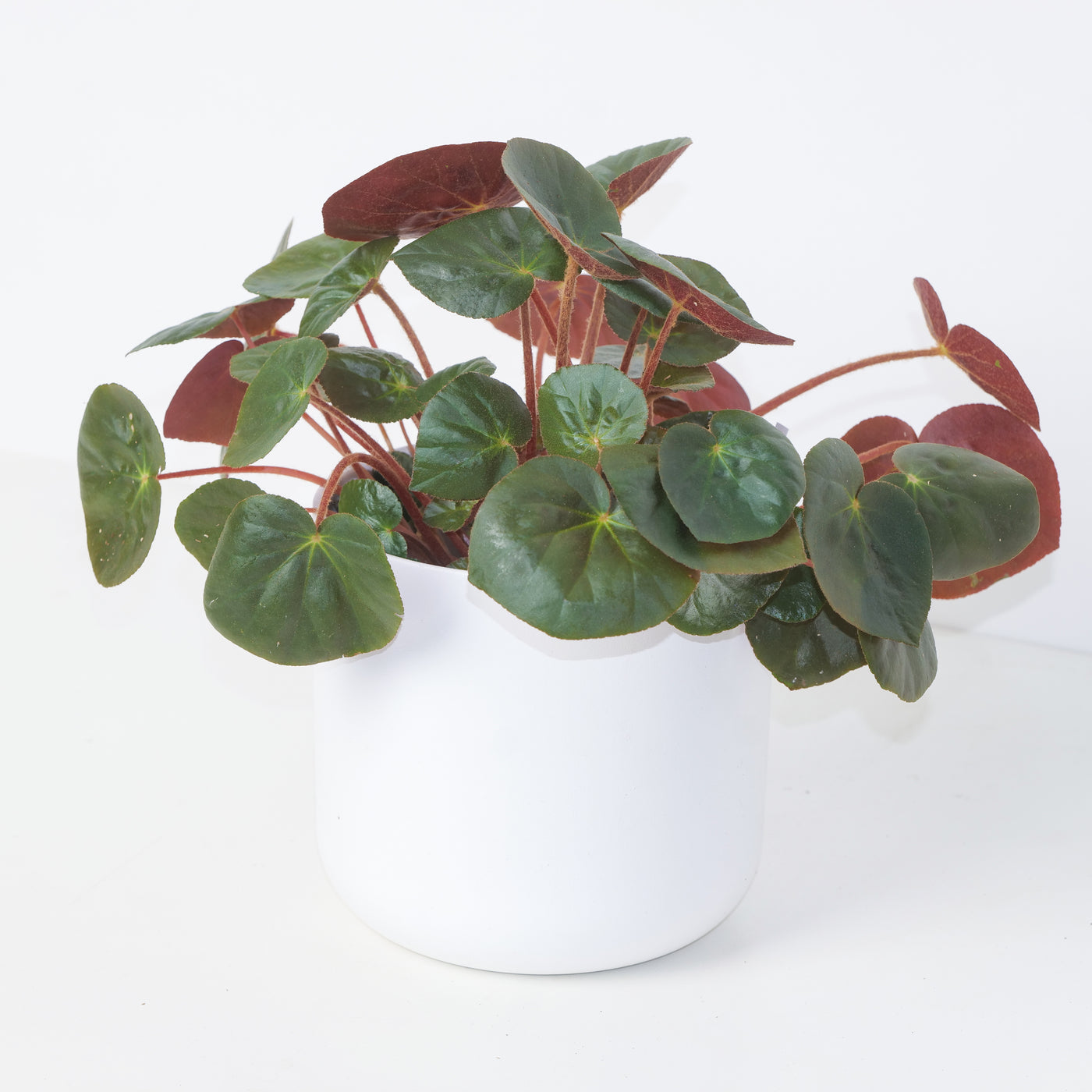 Begonia erythrophylla - House of Kojo