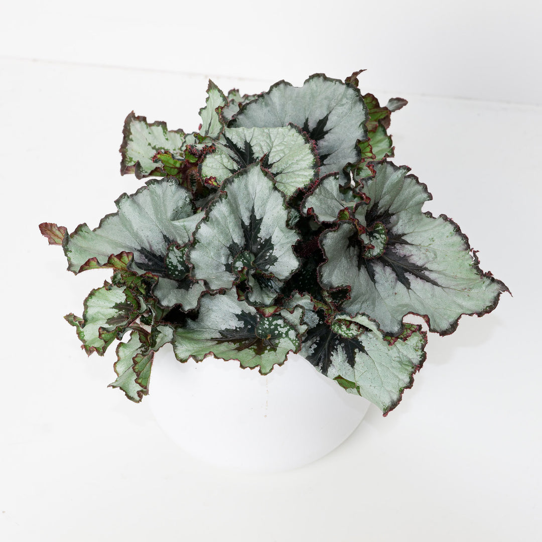 begonia rex indoor plant Begonia Escargot