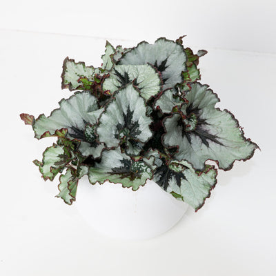 Begonia Escargot - House of Kojo