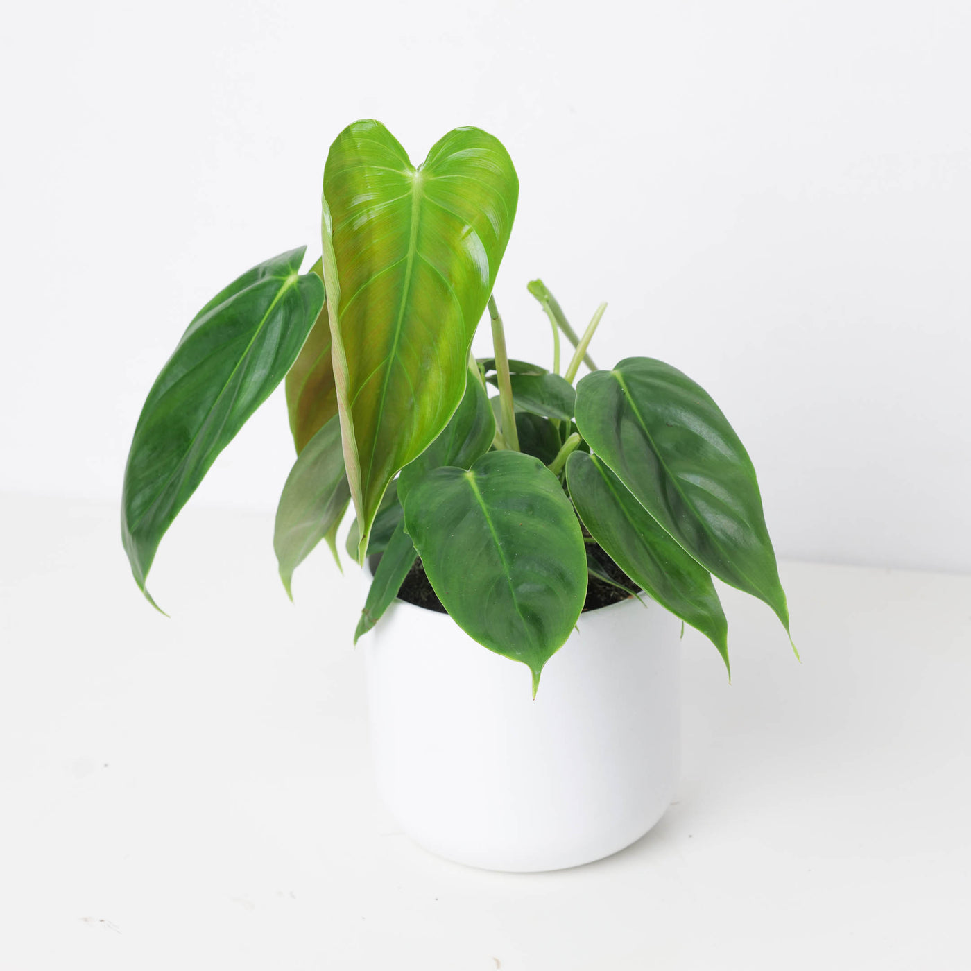 philodendron esmeraldense care Philodendron esmeraldense