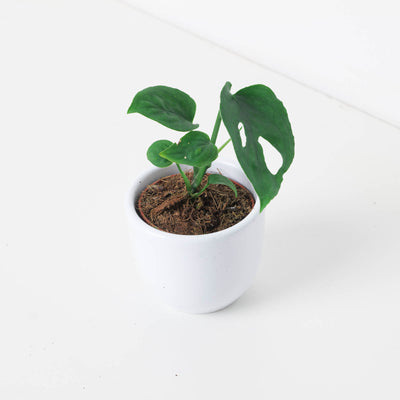 Monstera Esqueleto - House of Kojo