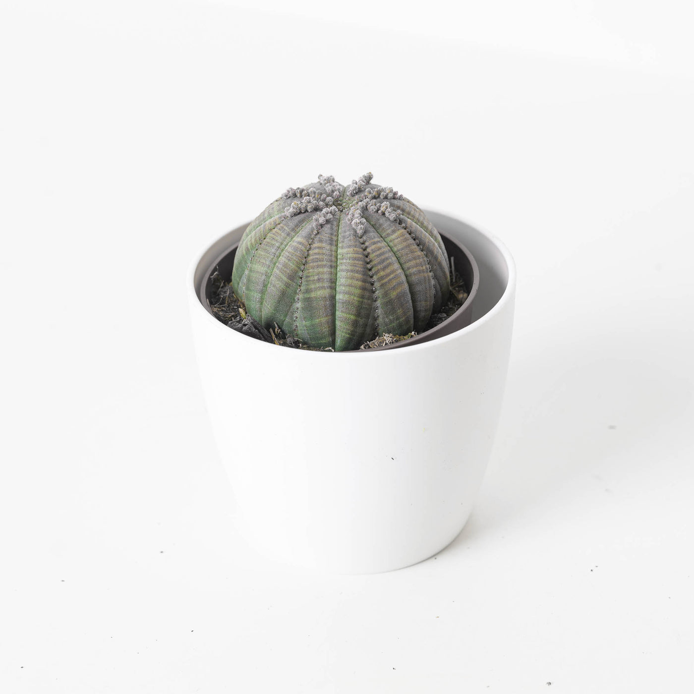 Euphorbia Obesa - House of Kojo