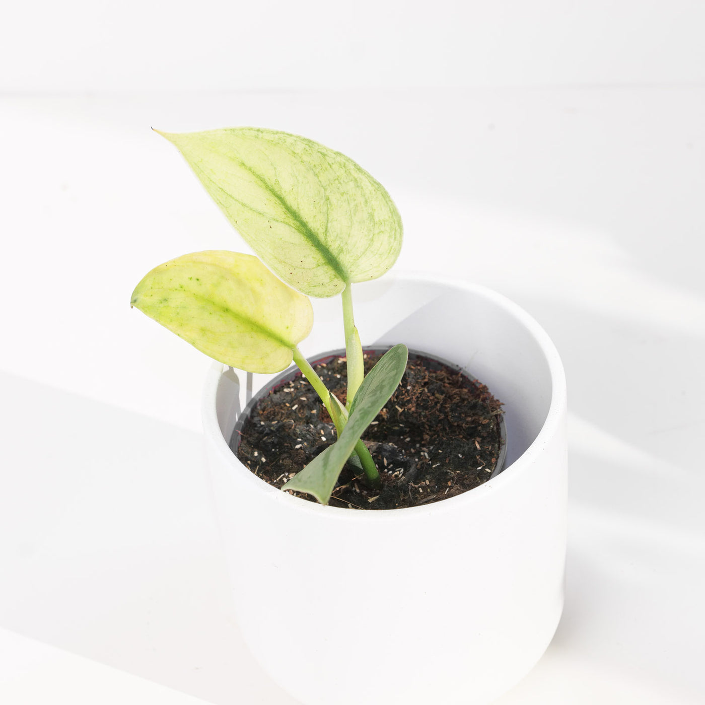 Scindapsus 'Exotica Mint' - House of Kojo