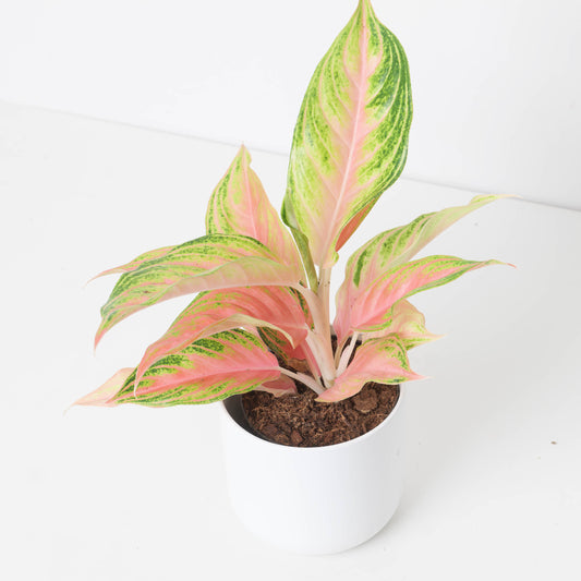 Aglaonema 'Eyecatcher' - House of Kojo