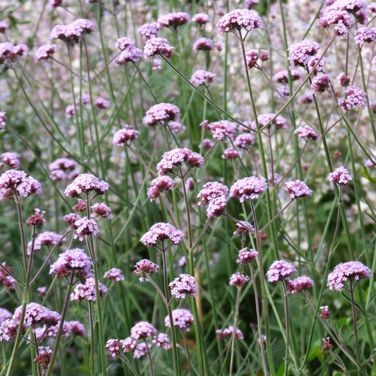 Verbena bonariensis Seeds - House of Kojo