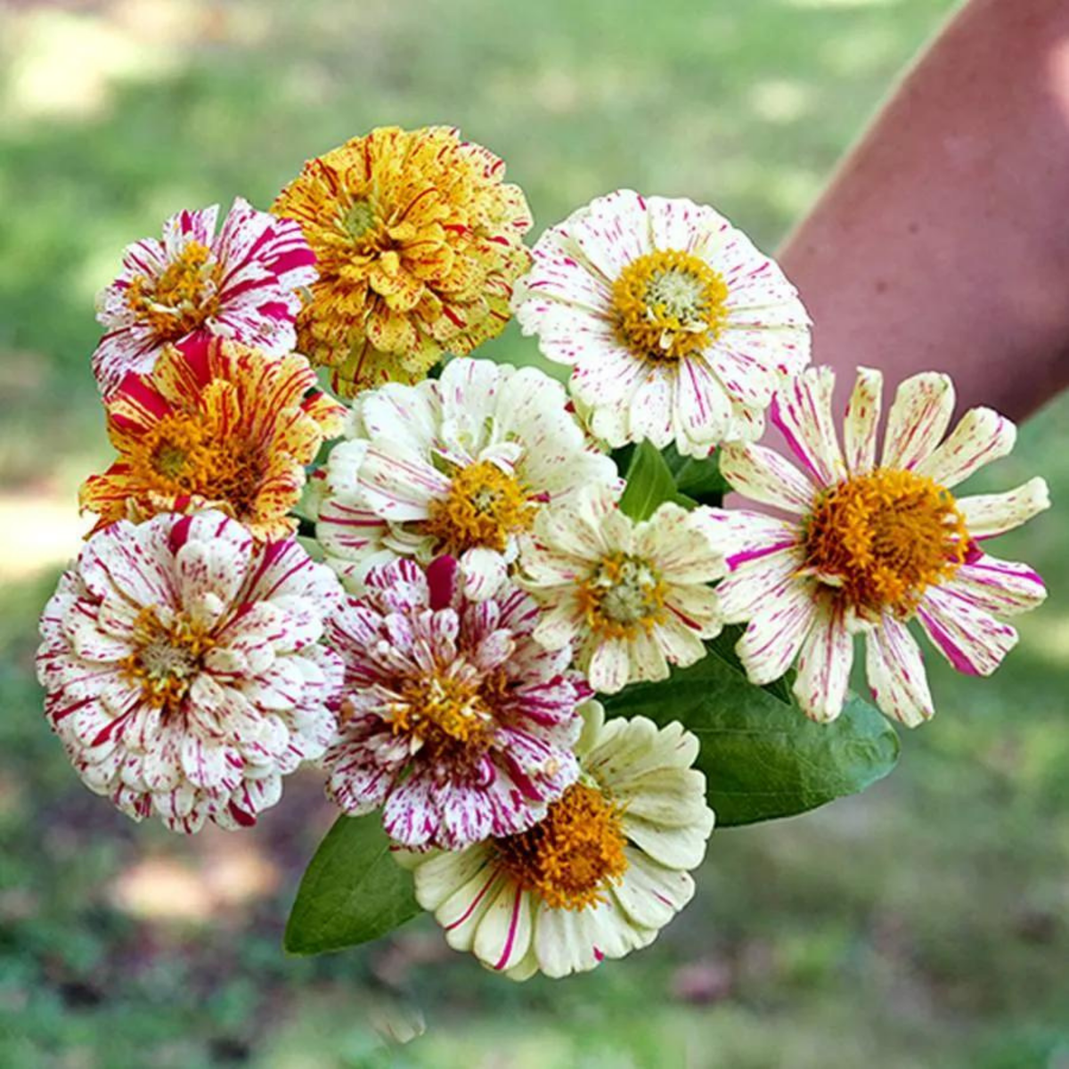 Zinnia 'Peppermint Stick' Seeds - House of Kojo