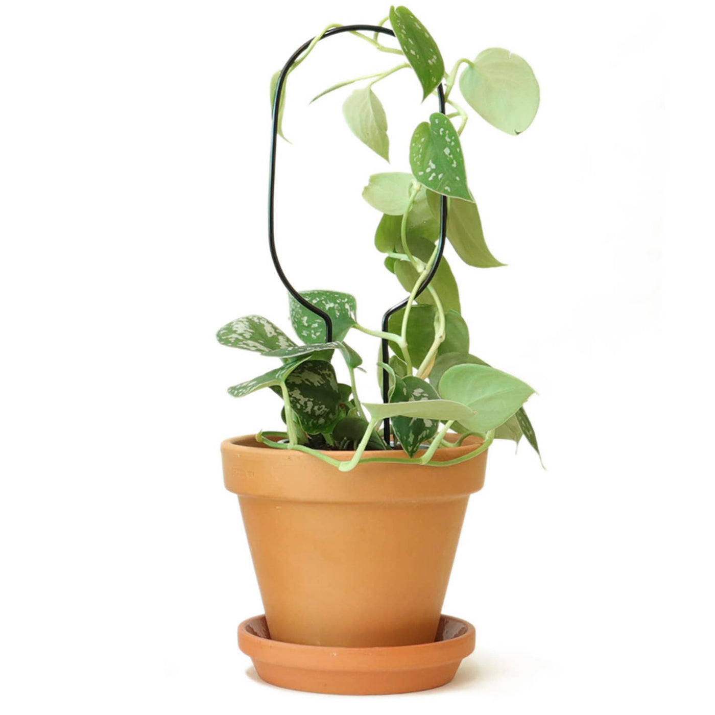 Mini Plant Stake - Hoop - Black - House of Kojo