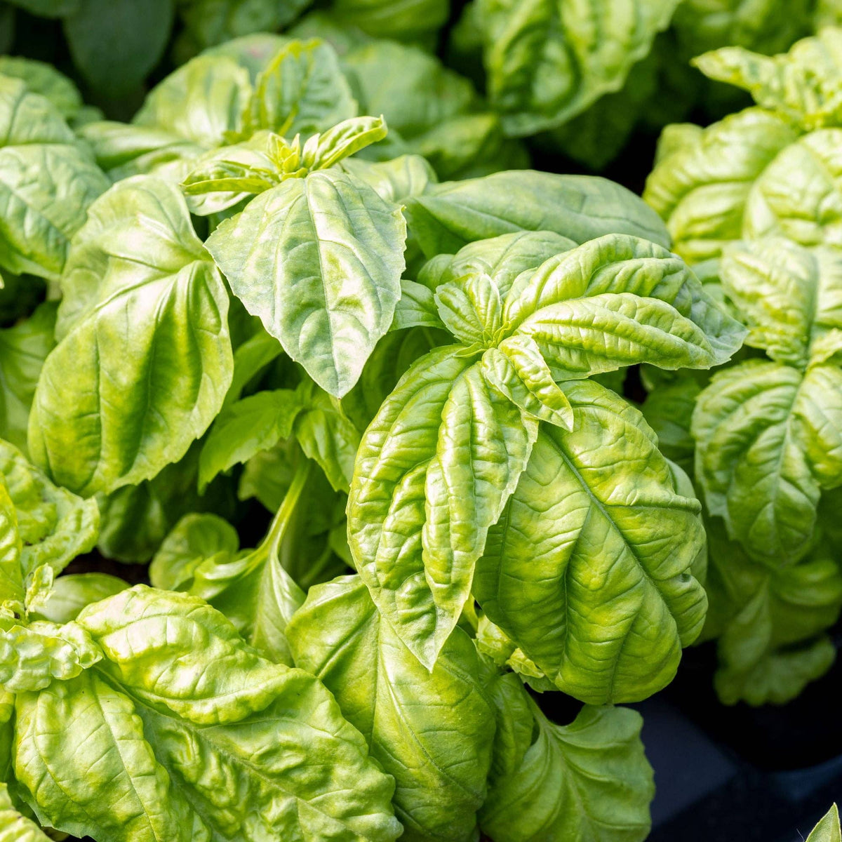 Basil 'Bolloso Napoletano' Seeds - House of Kojo