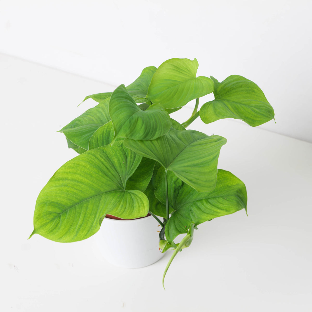Philodendron Fibraecataphyllum - House of Kojo