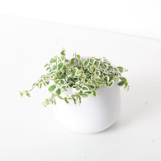 Ficus Pumila 'Sunny' | House Plant - House of Kojo