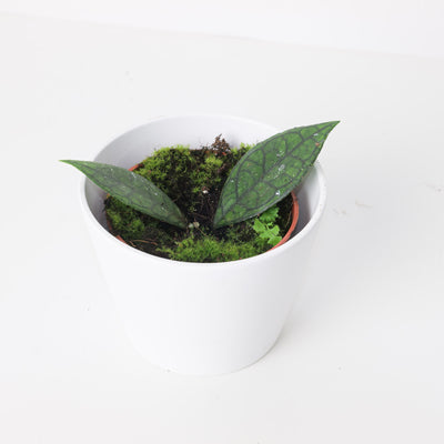 Hoya finlaysonii 'Sarawak' - House of Kojo