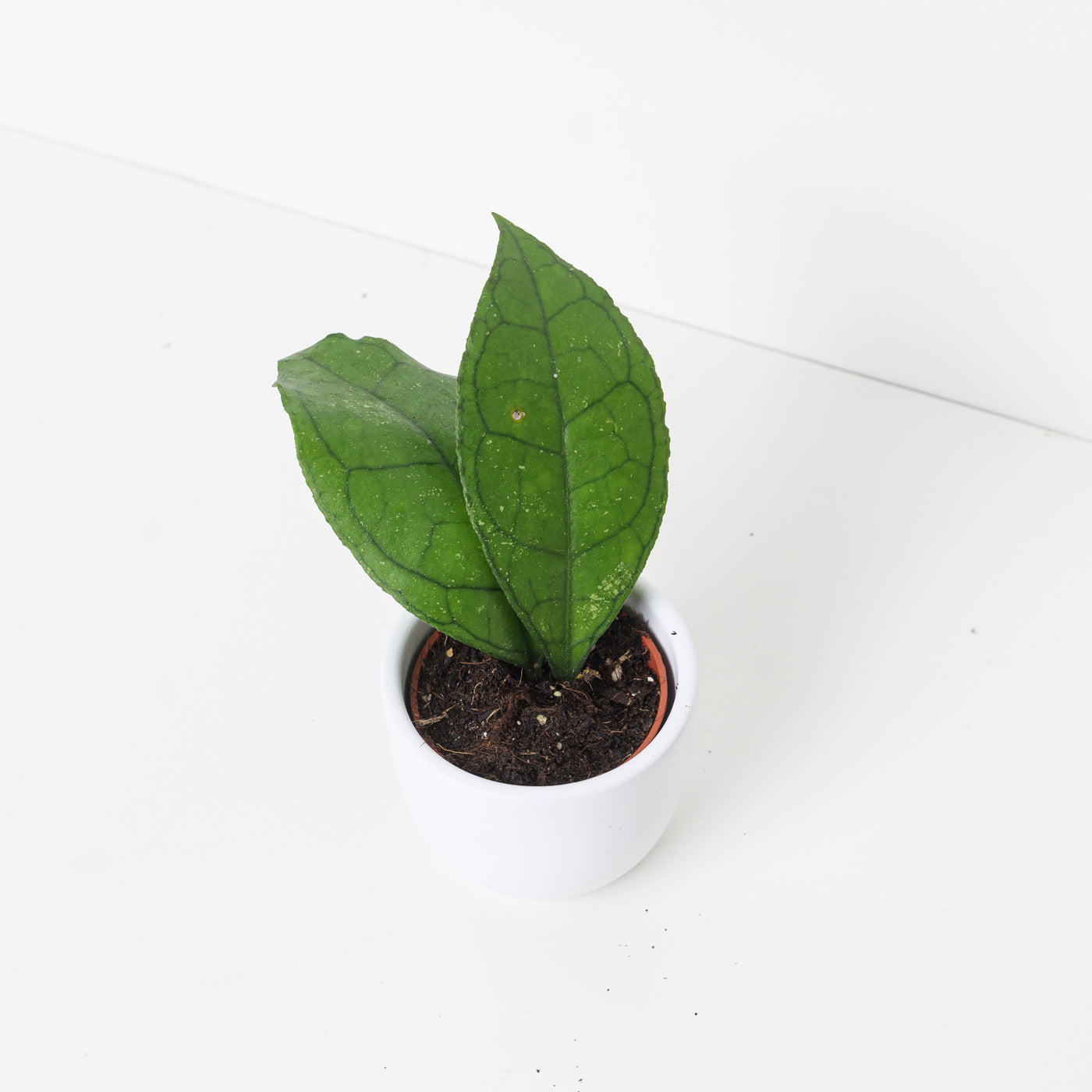 Hoya finlaysonii 'Sarawak' - House of Kojo