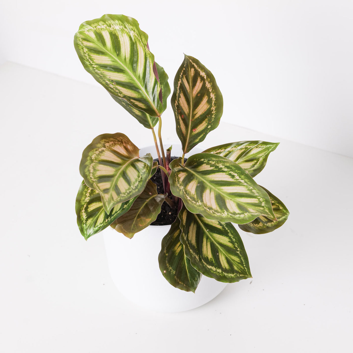 Calathea roseopicta 'Flamestar' - House of Kojo