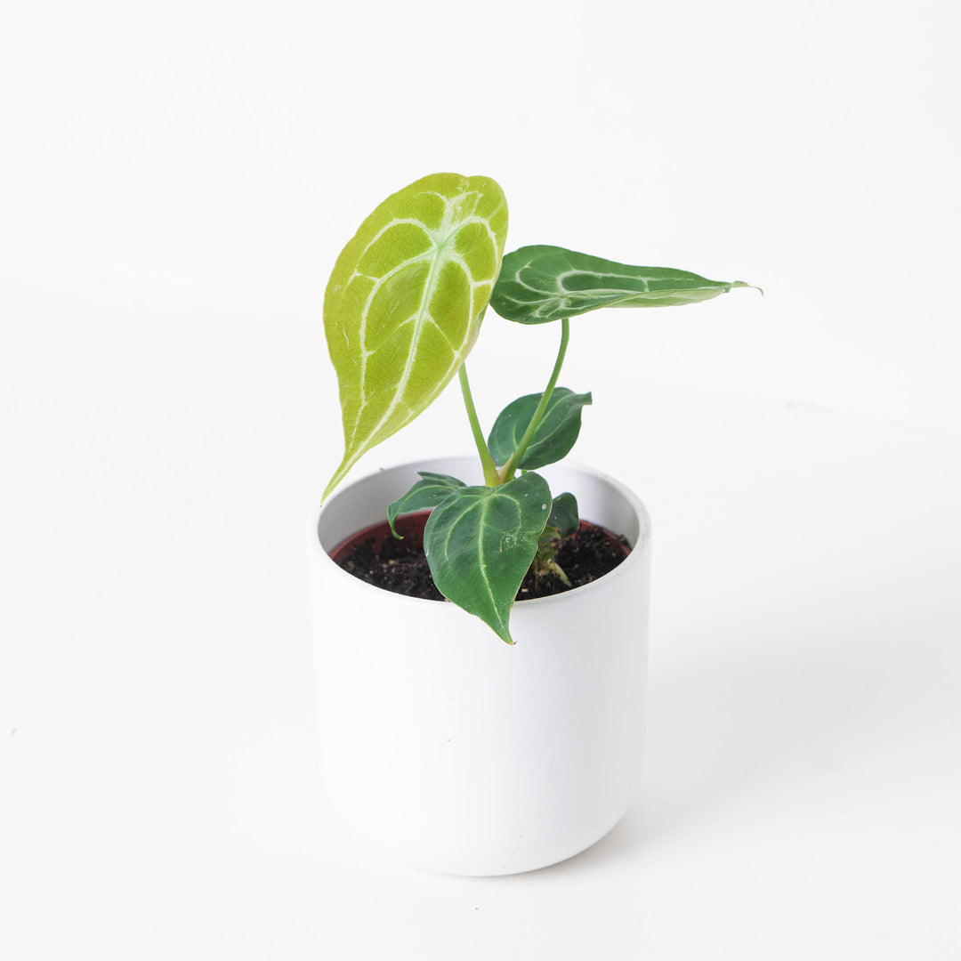 anthurium forgetii silver Anthurium Forgetii 'Silver Stripes'