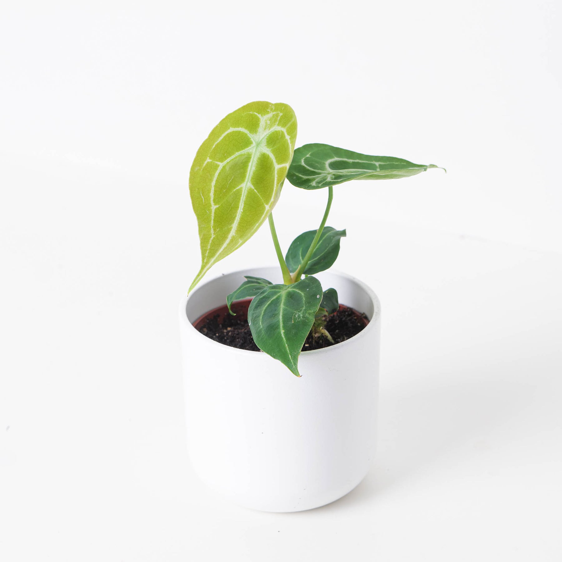 anthurium forgetii white stripes care Anthurium Forgetii 'Silver Stripes'