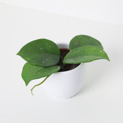 Hoya Carnosa Freckled ’Splash’ - House of Kojo