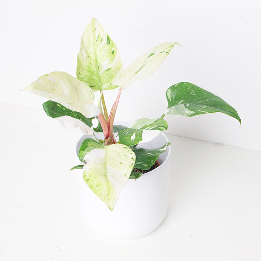 Philodendron 'Fresh Aurea' - House of Kojo