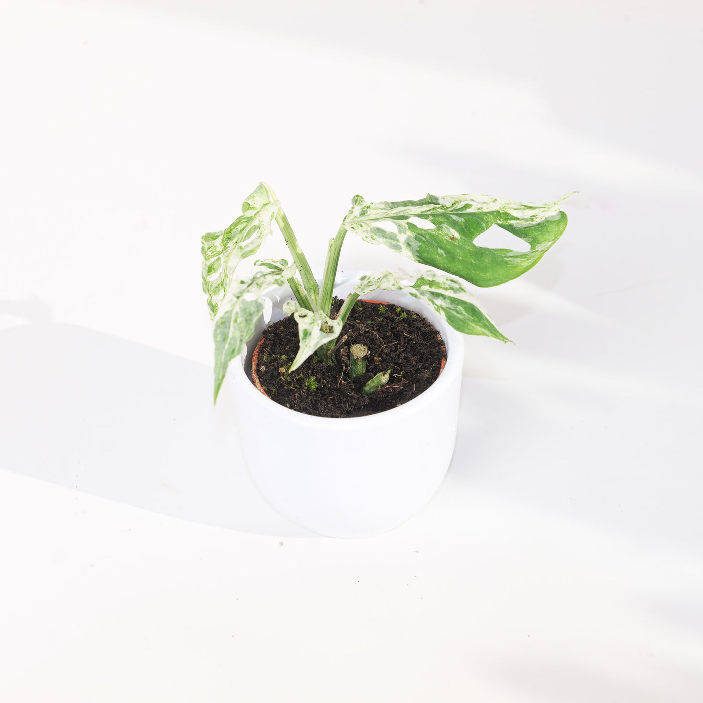 Monstera 'Frozen Freckles' - House of Kojo