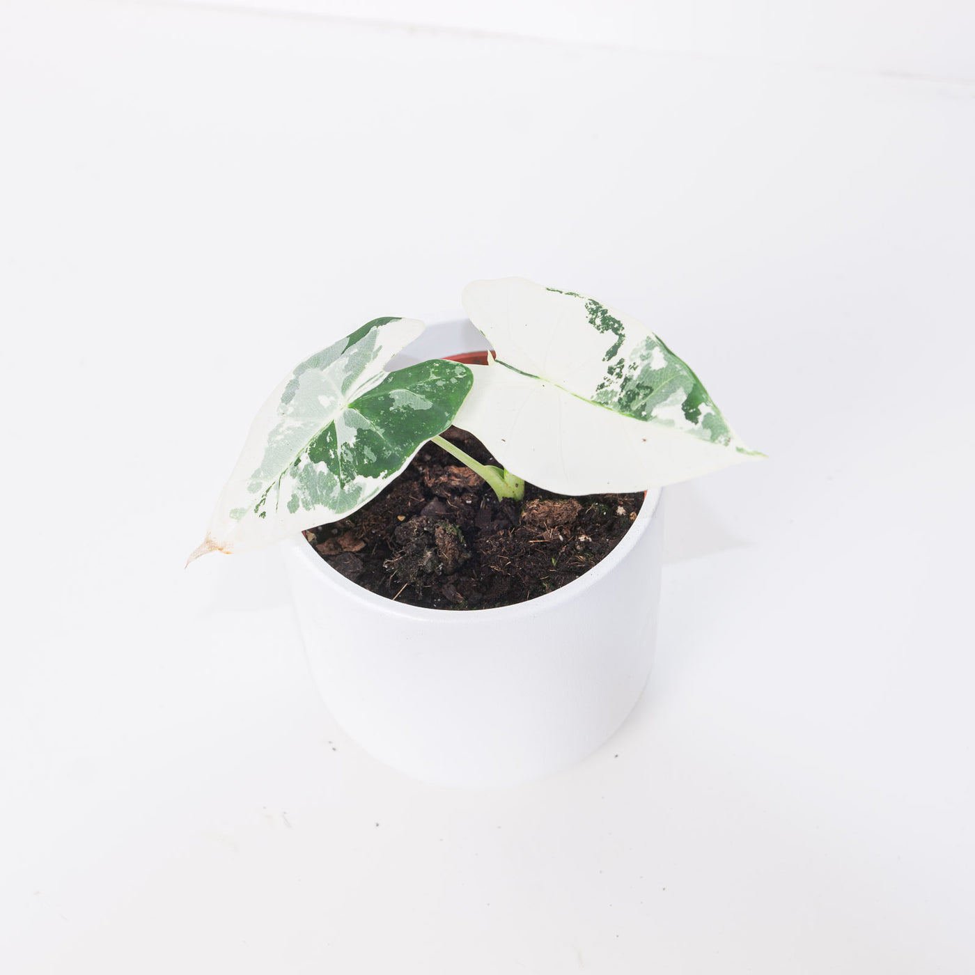 Alocasia 'Frydek' Variegata