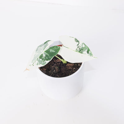 Alocasia 'Frydek' Variegata