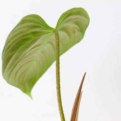 Philodendron Fuzzy Petiole - House of Kojo