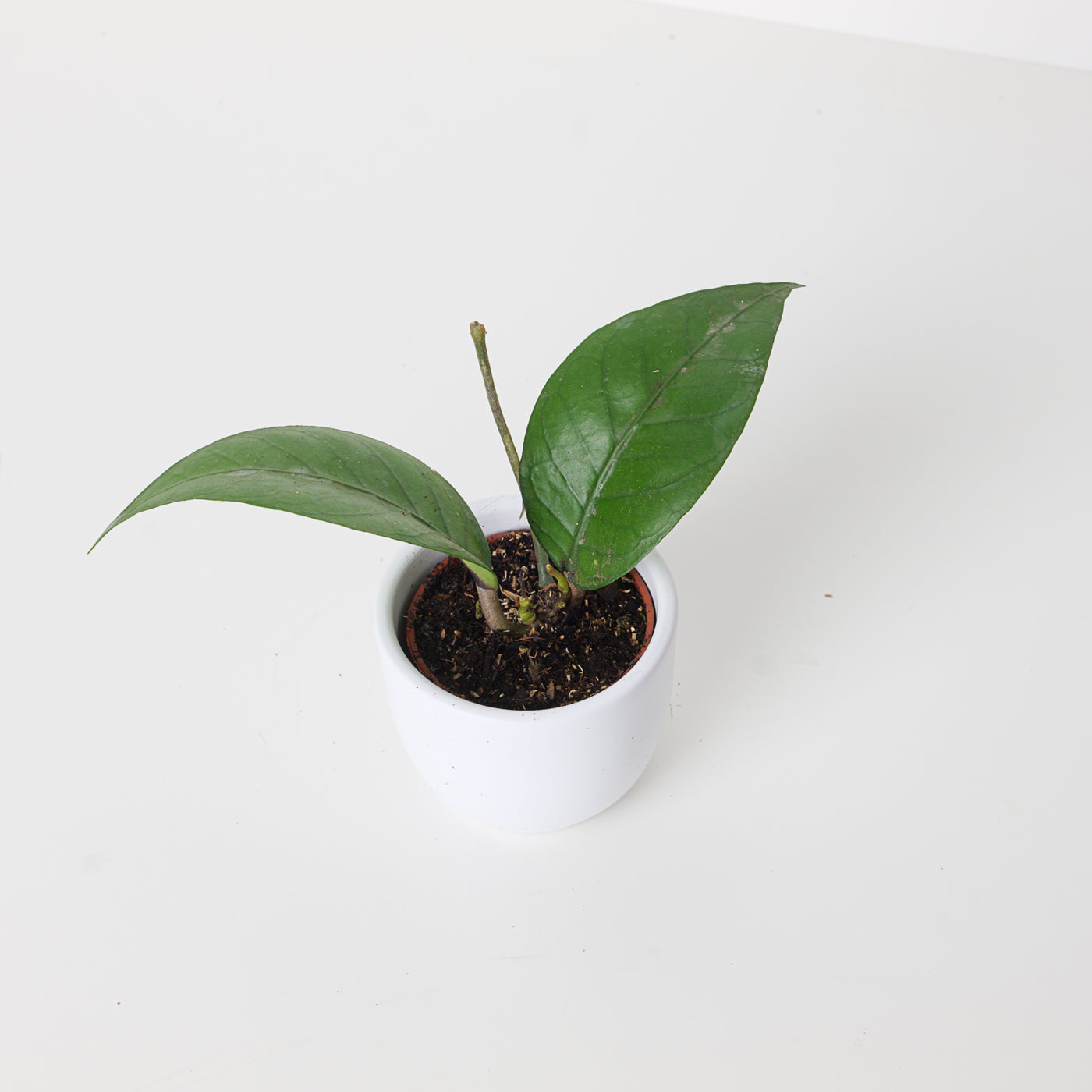 Hoya sp Gayo - House of Kojo